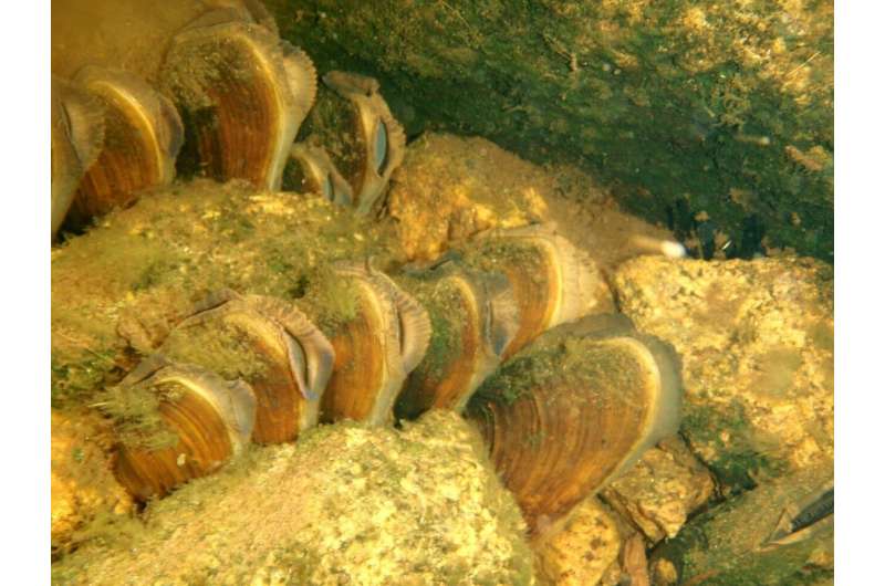 Freshwater mussels can inhibit bacterial diseases
