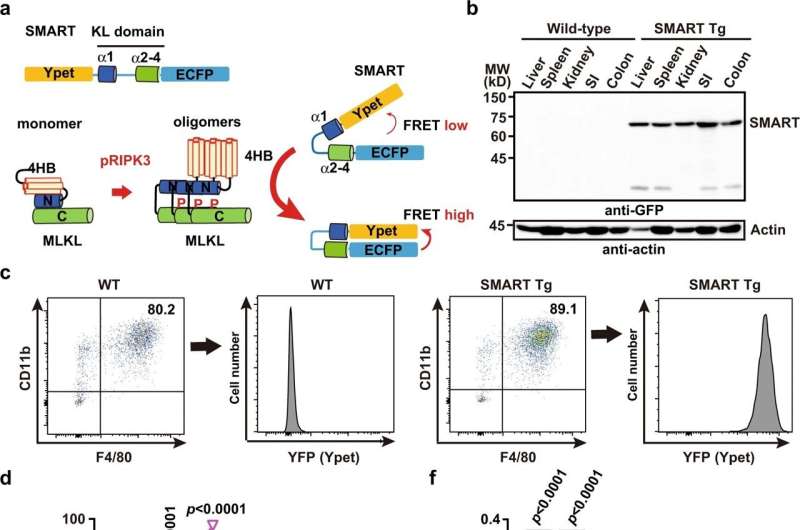 FRET-based biosensor SMART visualizes execution of necroptosis in vivo