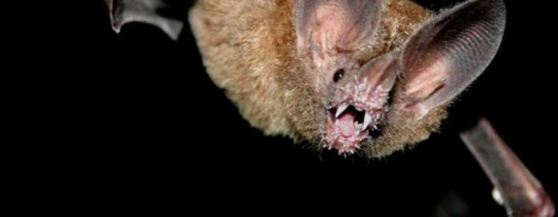 Frog-eating bats can recognize ringtones up to 4 years later
