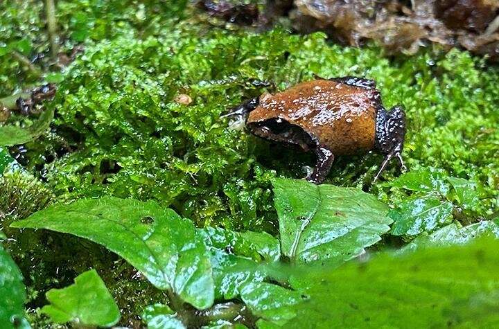 Frogs in hot water: habitat shrinking for Gondwana rainforest mountain frogs