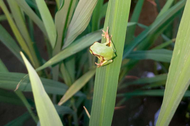Frogs use brains or camouflage to evade predators