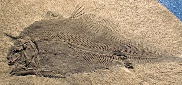 From coelacanths to crinoids: these 9 'living fossils' haven't changed in millions of years