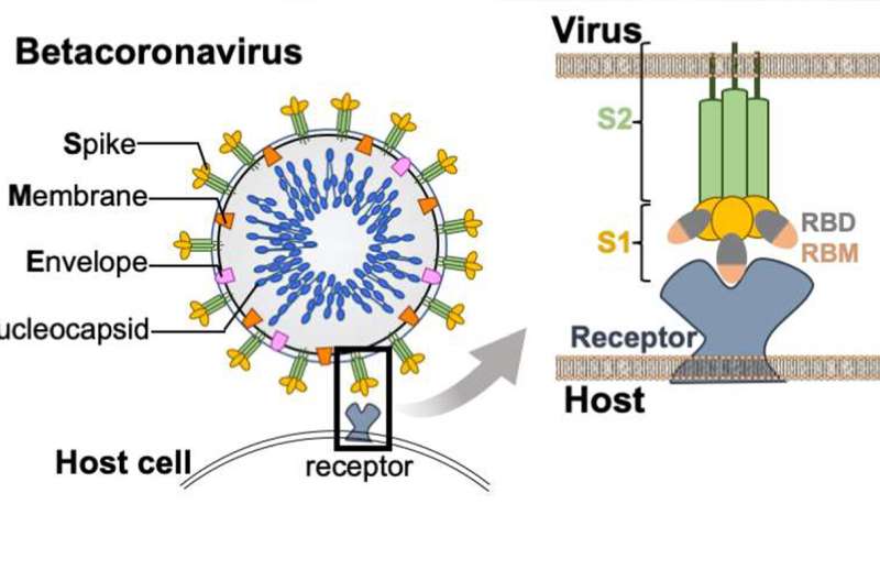 از رایانه تا روی میز: محققان WSU سرنخ هایی از مکانیسم های جدید برای عفونت های کروناویروس پیدا می کنند