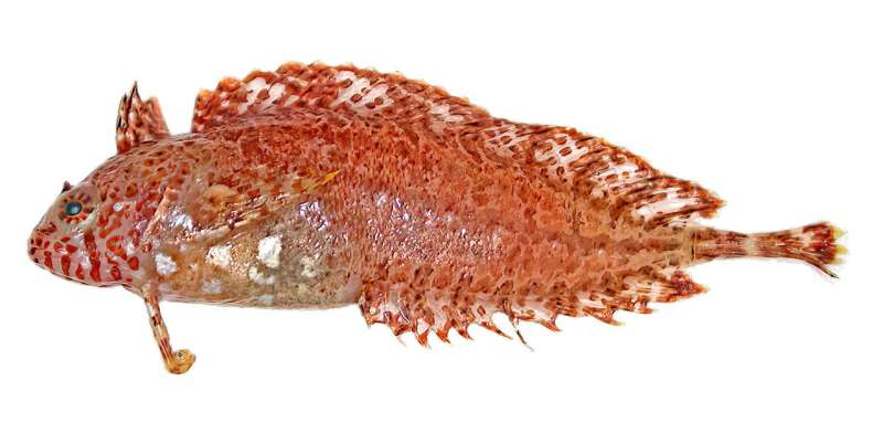 From fish to ants: 139 new species named 