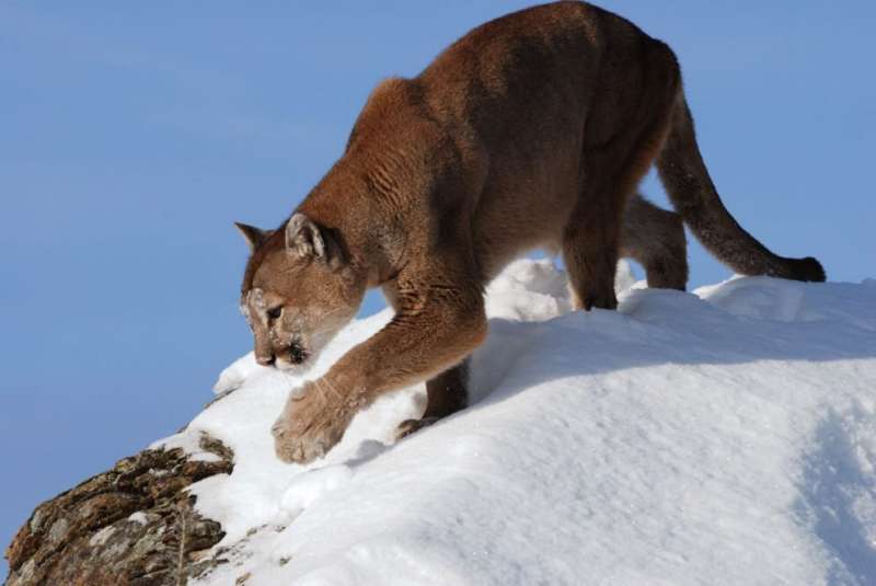 From Wyoming mountains to Connecticut forests, tracking feline apex predators