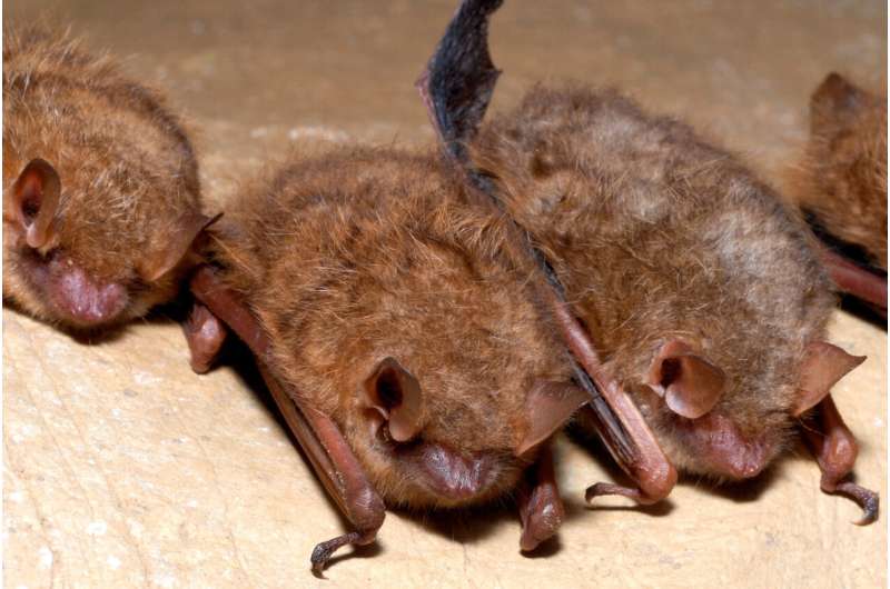 Fungal outbreak threatens tricolored bat with extinction