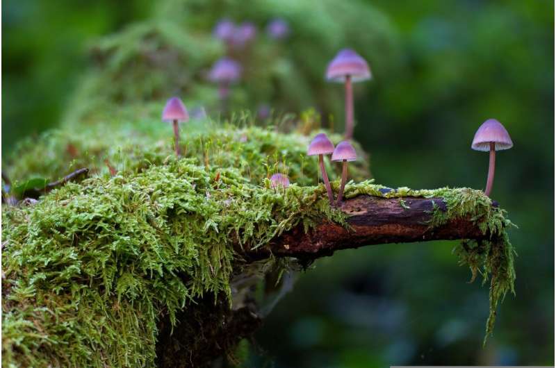 fungi forest