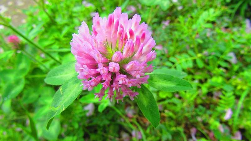Fungicide combo against devastating red clover disease