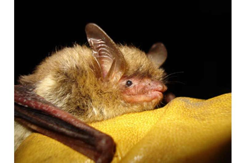Fungus-ravaged bat proposed for endangered species listing
