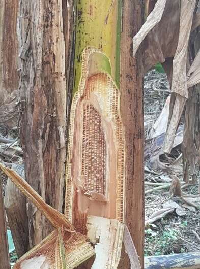 Fungus combate simultáneamente dos de las peores amenazas para el rendimiento de las plantaciones de banano