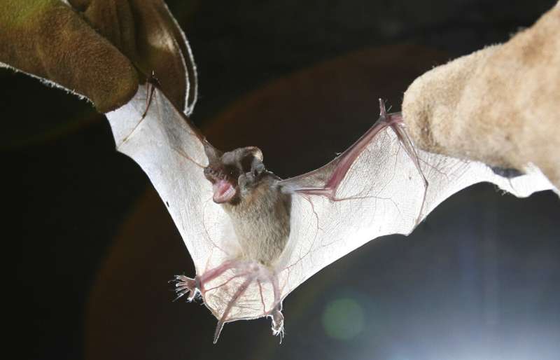 Encuentran hongo que causa la enfermedad mortal de los murciélagos en Luisiana