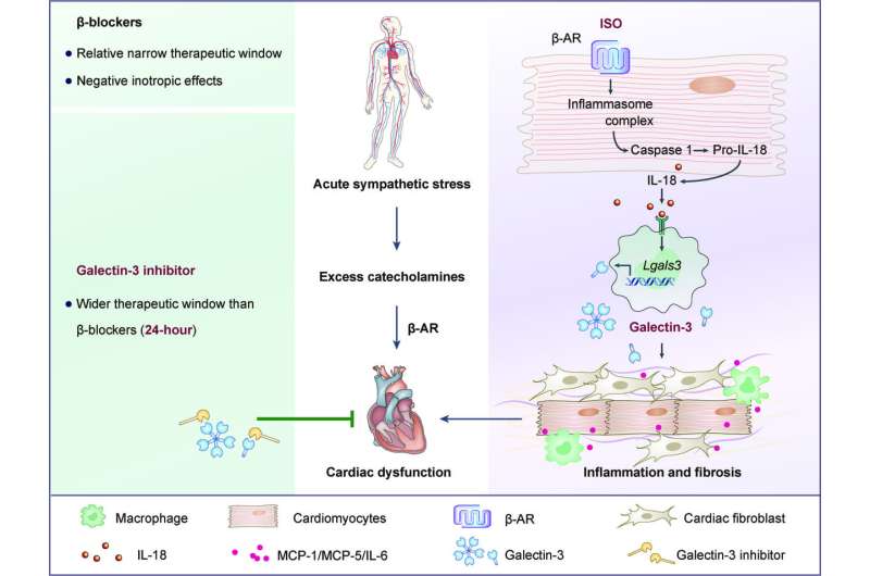 Galectin-3-centered paracrine network mediates cardiac inflammation and fibrosis upon β-adrenergic insult
