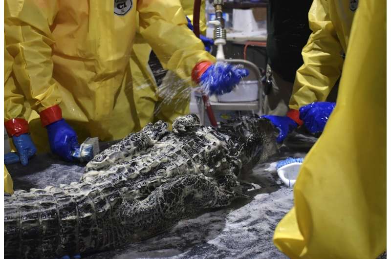 Gators fouled by diesel spill get a scrubbing, teeth cleaned