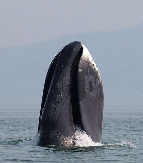 Gene duplication that appears to slow division of cells allows bowhead whales to live longer