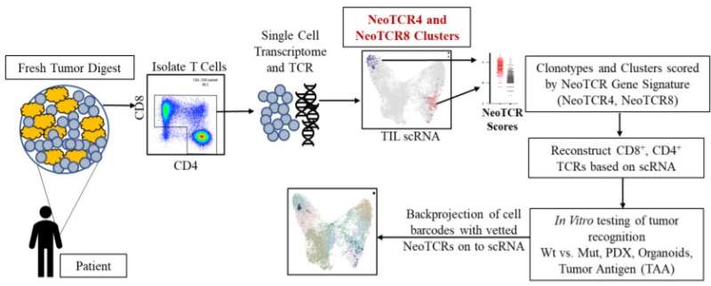 Gene expression profile allows identification of anti-tumor immune cells for personalized immunotherapy