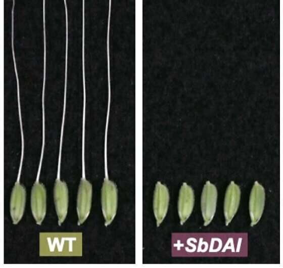 Gene hunting leads researchers to solve mystery of inhibition of awn elongation in sorghum