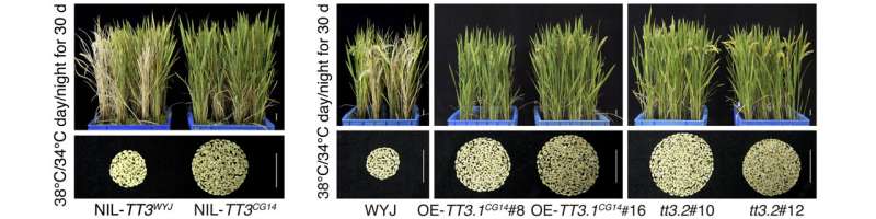 Gene interaction that contributes to rice heat tolerance identified