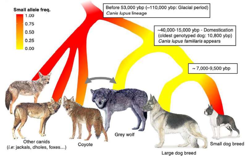 Gene mutation that makes dogs small existed in ancient wolves