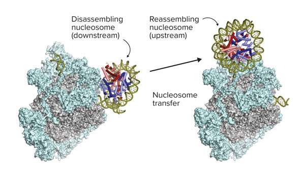 Gene-reading enzyme razes and rebuilds DNA-winding structures in its path