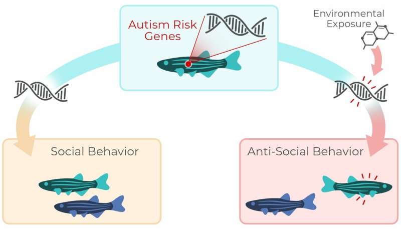 Gene that guides earliest social behaviors could be key to understanding autism