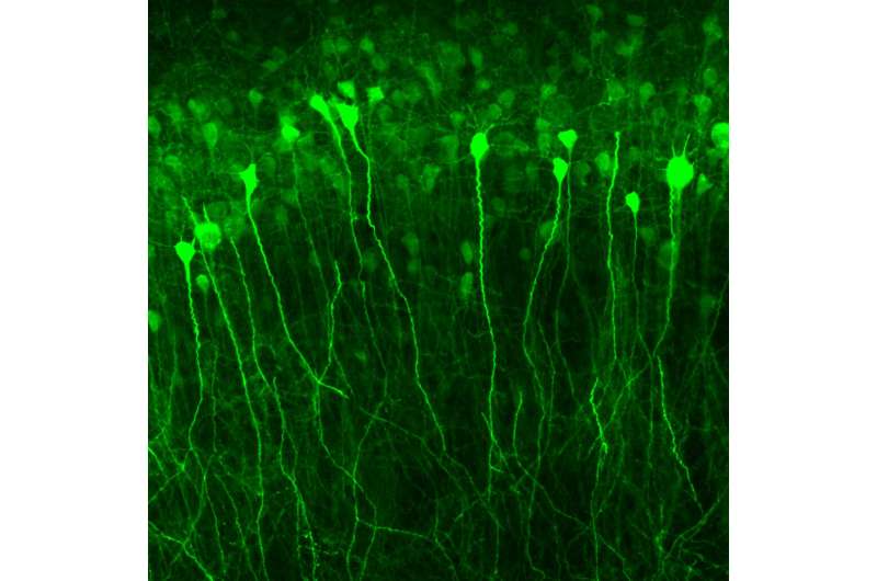 Gene therapy targeting overactive brain cells could treat neurological disorders