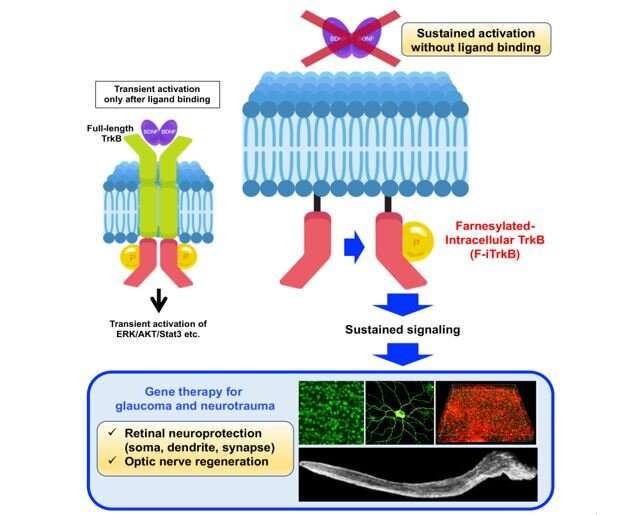 Gene therapy using a short-form neurotrophin receptor stimulates neuroprotection and optic nerve regeneration in mouse models of