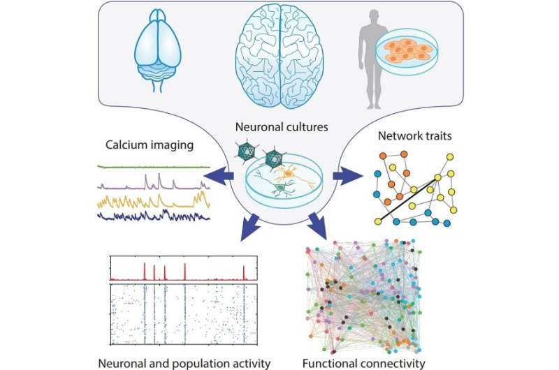 Generación de redes neuronales similares a las humanas a través de la reprogramación celular