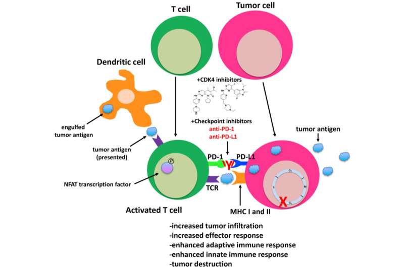 Genes & Cancer | CDK4: a master regulator of the cell cycle and its role in cancer