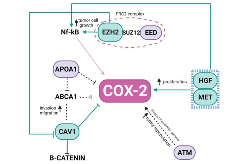Genes & Câncer | Rede de biologia de sistemas revela a correlação entre a expressão de COX-2 e alterações no número de cópias Ch 7q 