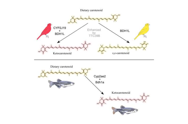 Genes responsible for conversion of yellow carotenoids to red ketocarotenoids in birds found