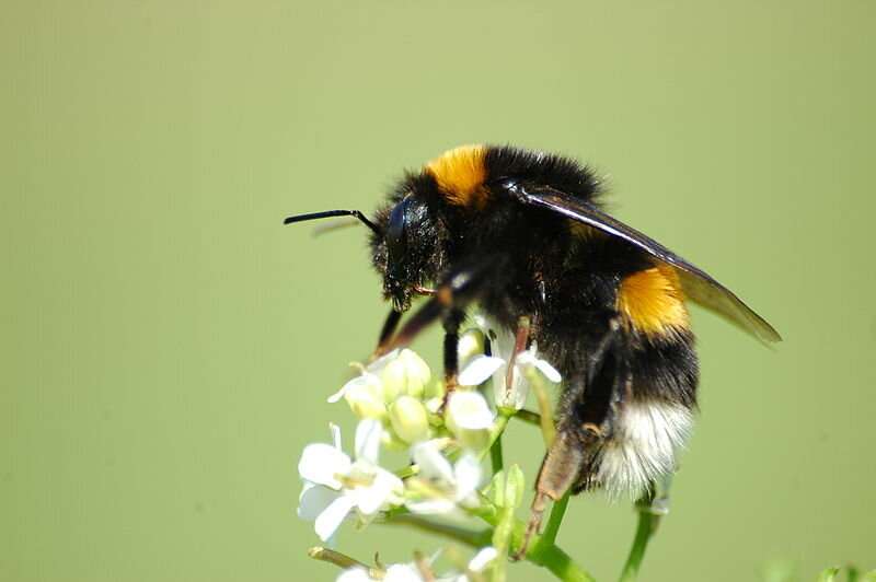 Genes that may be helping bumblebees adapt to environmental change pinpointed