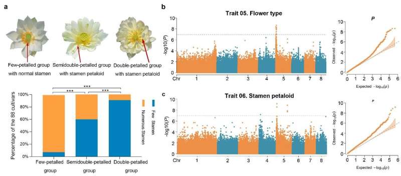 Genetic architecture of multiple correlated traits in the sacred lotus mapped for the first time