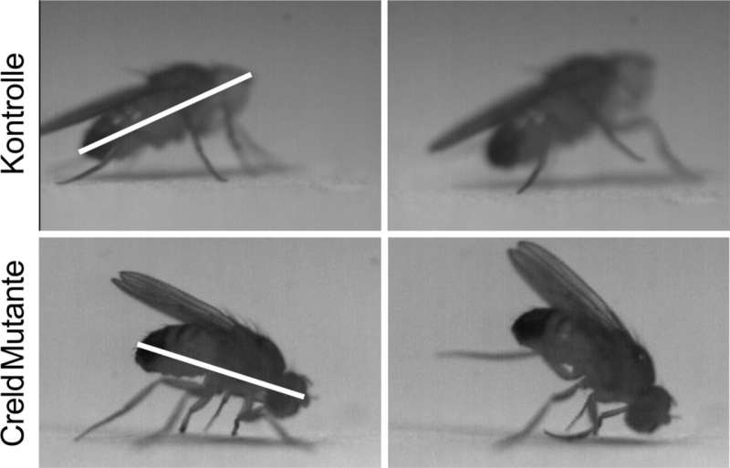 Genetic defect leads to motor disorders in flies
