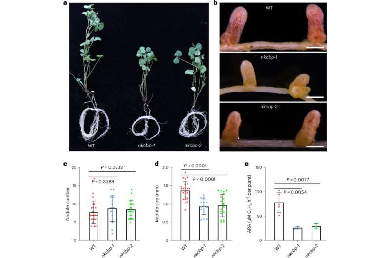 Genetic duplication governs nitrogen fixation symbiosis between legumes, bacteria