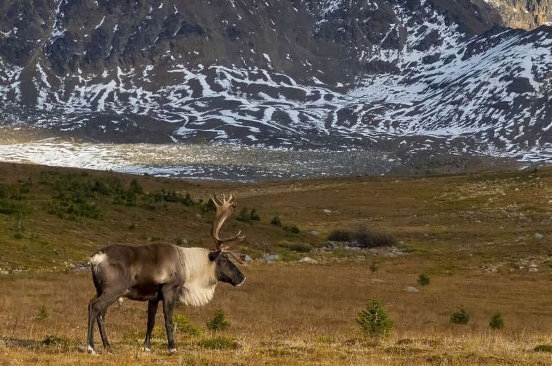 Genetic legacy of last glaciation influences reindeer's seasonal migrations