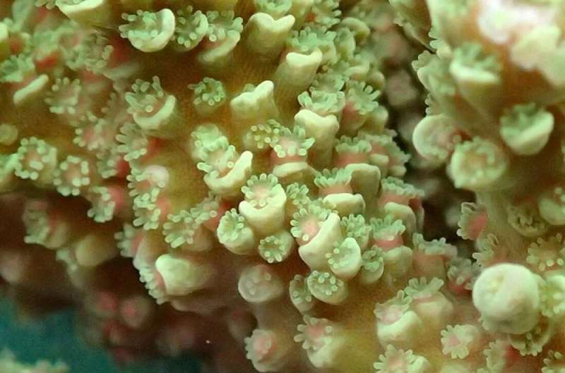 Genetic mechanisms of coral metamorphosis identified