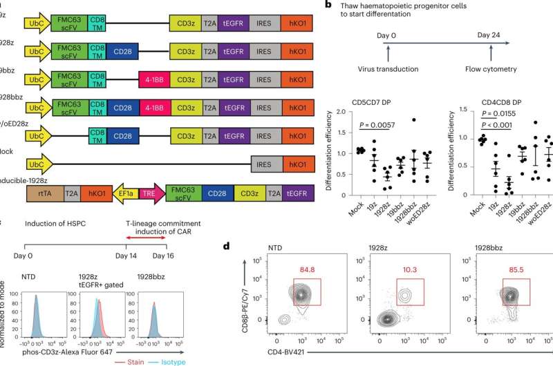 Modificações genéticas melhoram a eficácia terapêutica de células CAR-T derivadas de iPSC contra tumores sólidos