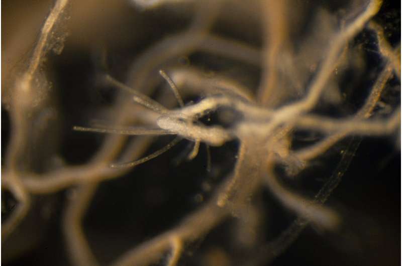 Genetic study of immortal jellyfish may help explain its longevity