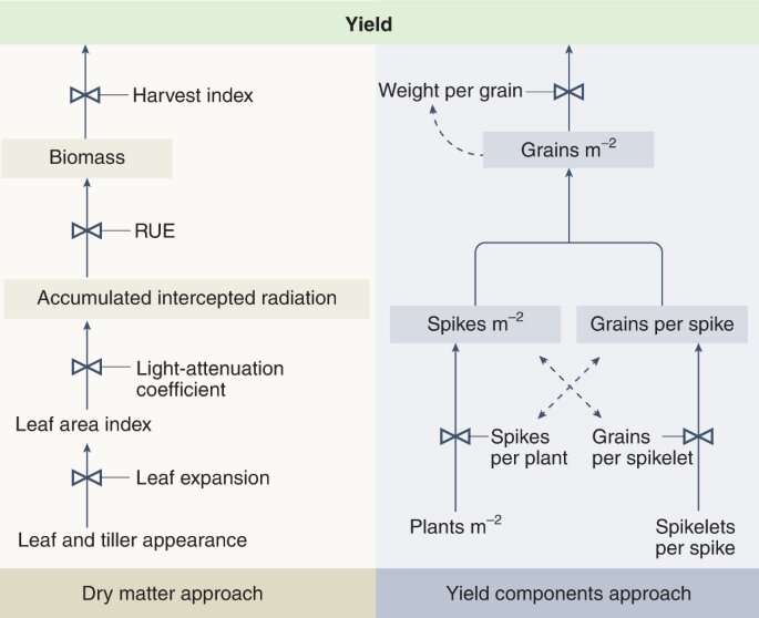 Genetically increasing wheat yield potential for food security