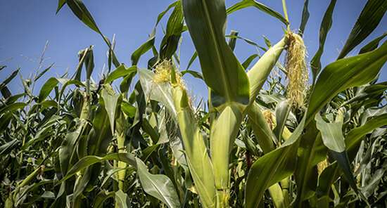 Genetically Modified Corn Does Not Damage Non-Target Organisms