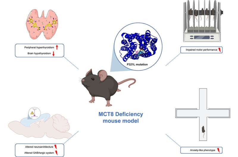 Genetically modified mice pave the way for customized medicine in a rare disease