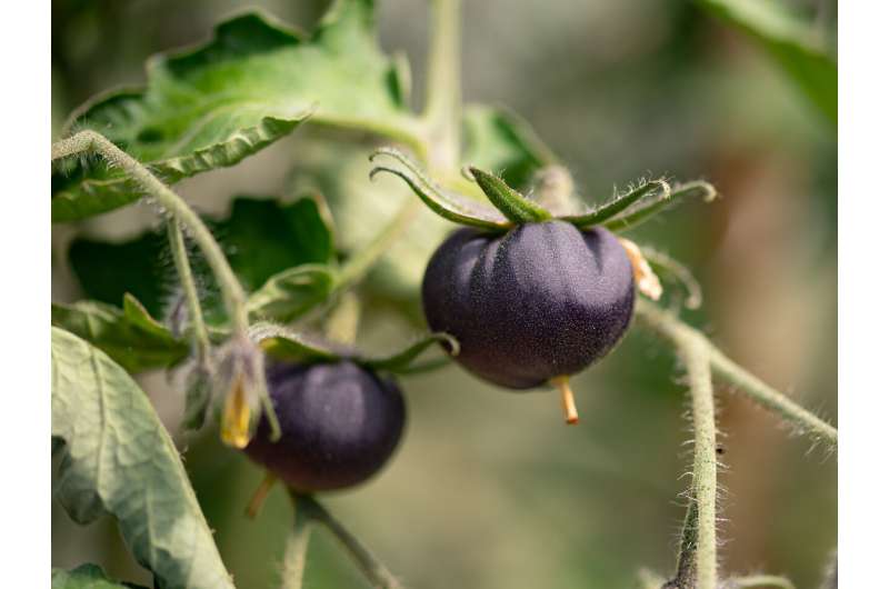 Genetically-modified purple tomatoes might be coming to a US grocery store near you
