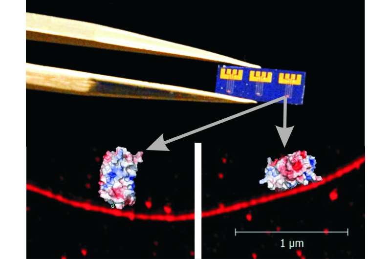 Genetically modified proteins convert carbon nanotube to programmable optoelectronic device