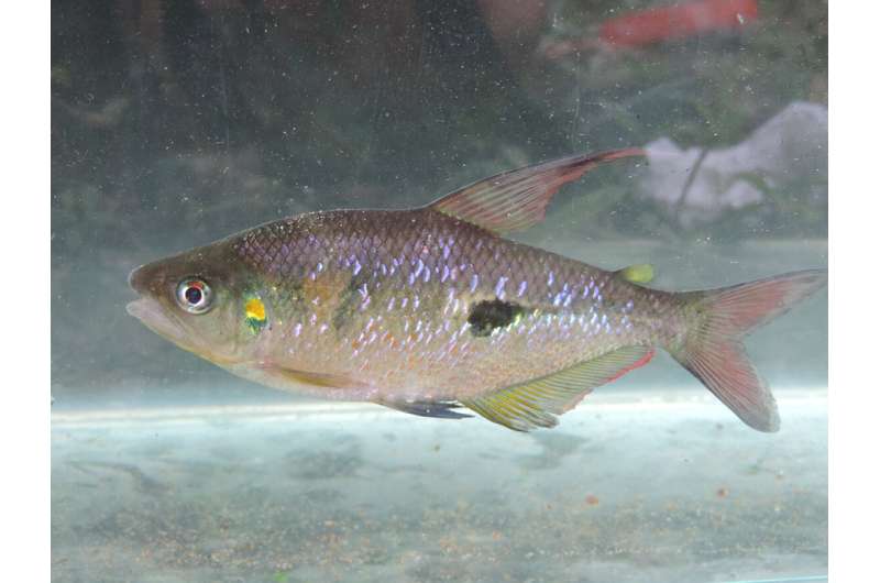 Genome of tropical freshwater fish may reveal conservation clues