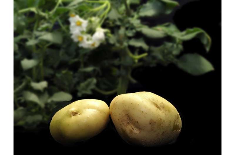 Genome reconstruction opens doors to the transformation of potato breeding