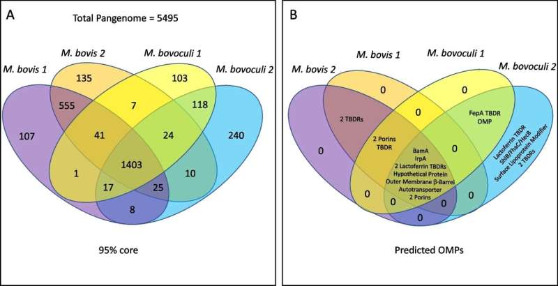 Genome Sequencing of Moxarella bovis Open Doors For New Interventions Against 'Pinkeye' in Cattle