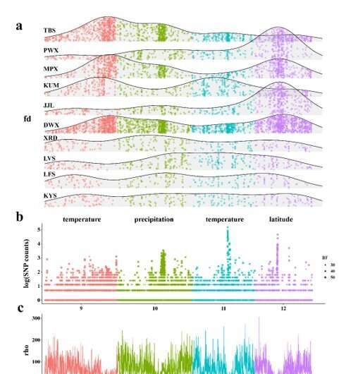 Inserción de todo el genoma entre dos especies homólogas de roble asiático