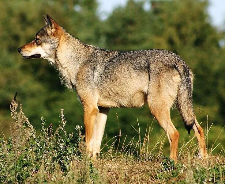 Genomic effects of inbreeding on Scandinavian wolves