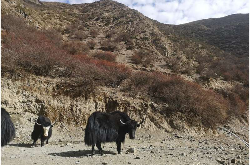 Une étude génomique révèle les origines complexes des personnes vivant dans le corridor Tibétain-Yi