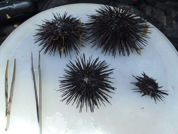Genomic study shows differences between populations of the black sea urchin in the Mediterranean